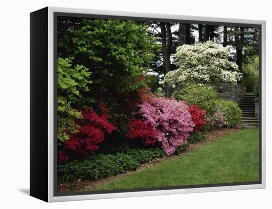 Azaleas, New Jersey State Botanical Garden, New Jersey, USA-null-Framed Premier Image Canvas