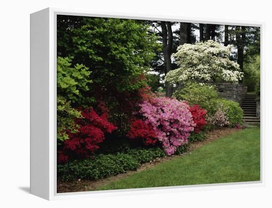 Azaleas, New Jersey State Botanical Garden, New Jersey, USA-null-Framed Premier Image Canvas