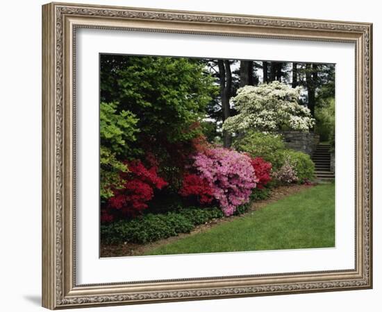 Azaleas, New Jersey State Botanical Garden, New Jersey, USA-null-Framed Photographic Print