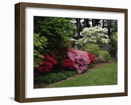 Azaleas, New Jersey State Botanical Garden, New Jersey, USA-null-Framed Photographic Print