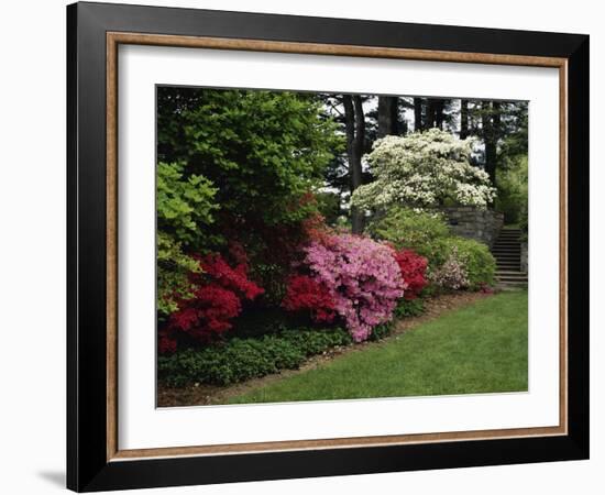 Azaleas, New Jersey State Botanical Garden, New Jersey, USA-null-Framed Photographic Print