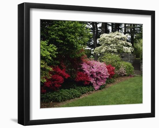 Azaleas, New Jersey State Botanical Garden, New Jersey, USA-null-Framed Photographic Print