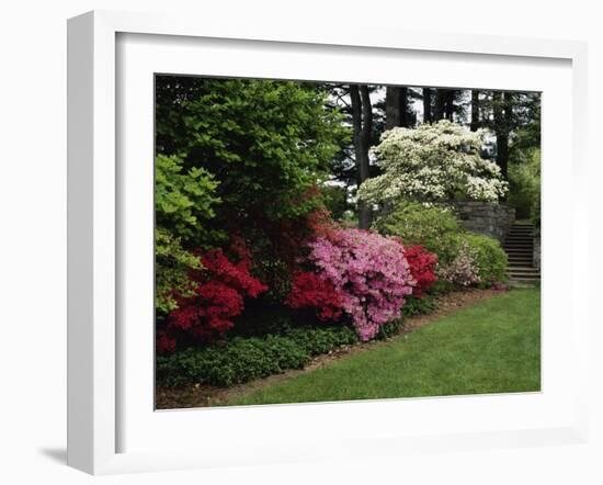 Azaleas, New Jersey State Botanical Garden, New Jersey, USA-null-Framed Photographic Print