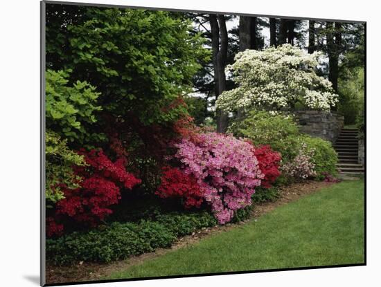 Azaleas, New Jersey State Botanical Garden, New Jersey, USA-null-Mounted Photographic Print