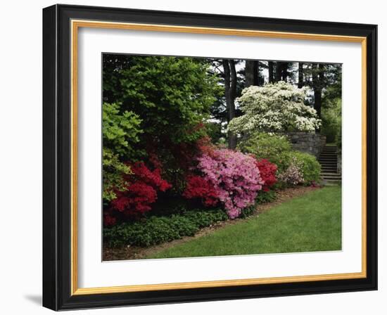 Azaleas, New Jersey State Botanical Garden, New Jersey, USA-null-Framed Photographic Print