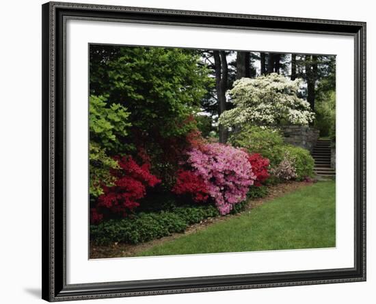 Azaleas, New Jersey State Botanical Garden, New Jersey, USA-null-Framed Photographic Print