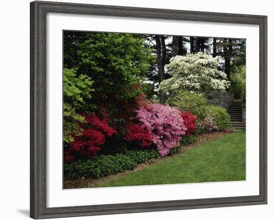 Azaleas, New Jersey State Botanical Garden, New Jersey, USA-null-Framed Photographic Print