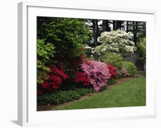 Azaleas, New Jersey State Botanical Garden, New Jersey, USA-null-Framed Photographic Print