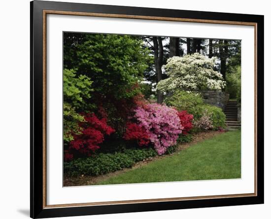 Azaleas, New Jersey State Botanical Garden, New Jersey, USA-null-Framed Photographic Print