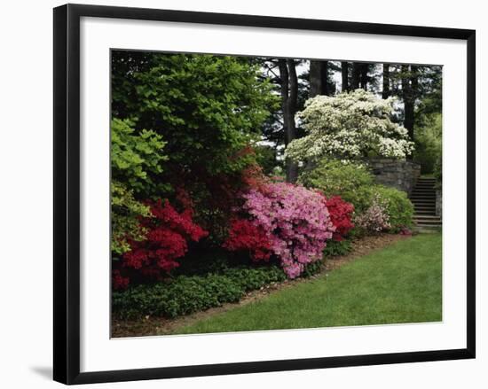 Azaleas, New Jersey State Botanical Garden, New Jersey, USA-null-Framed Photographic Print