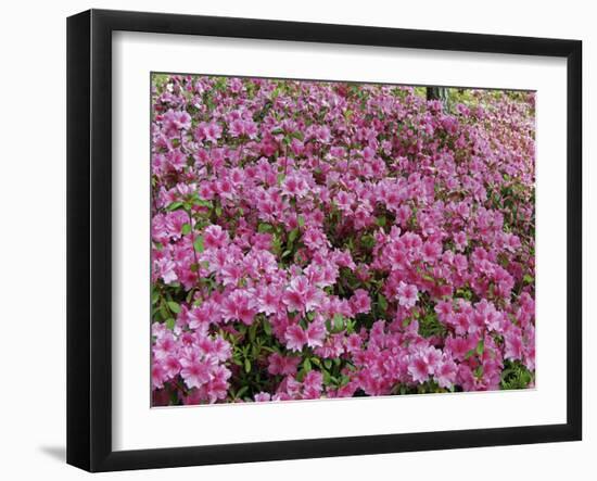 Azaleas-J.D. Mcfarlan-Framed Photographic Print