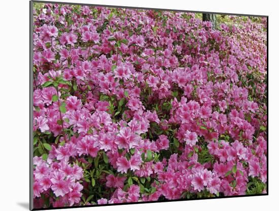 Azaleas-J.D. Mcfarlan-Mounted Photographic Print