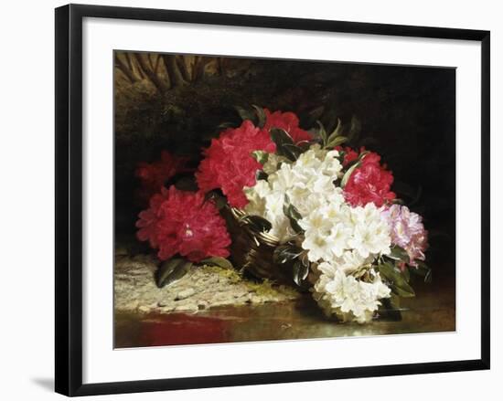 Azaleas-John Fitz Marshall-Framed Giclee Print