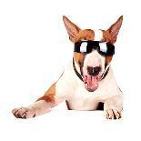 Cheerful Bull Terrier in Sunglasses-AZALIA-Photographic Print
