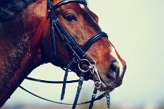 Portrait of A Sports Brown Horse.-AZALIA-Photographic Print