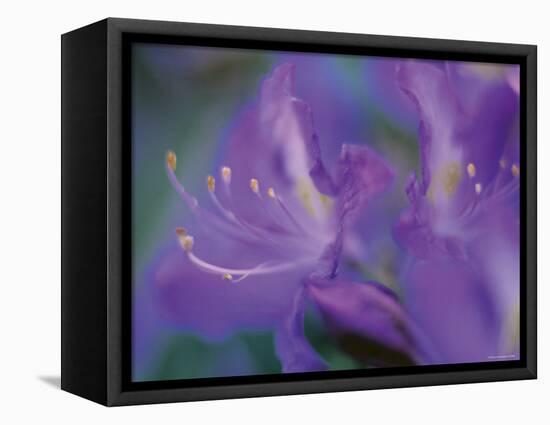 Azalia-Jon Arnold-Framed Premier Image Canvas