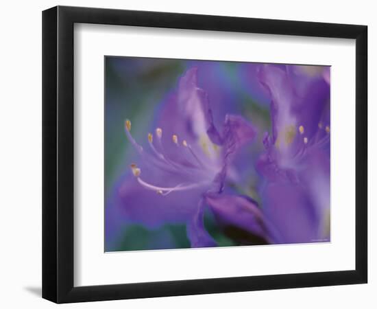 Azalia-Jon Arnold-Framed Photographic Print