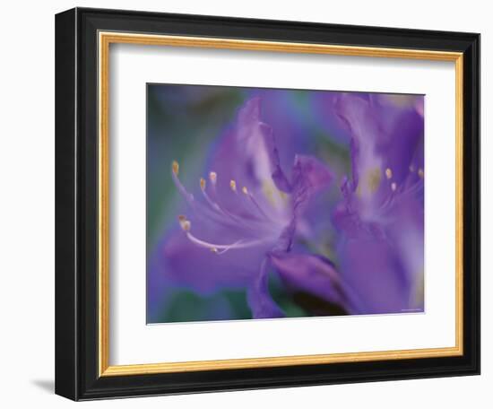 Azalia-Jon Arnold-Framed Photographic Print