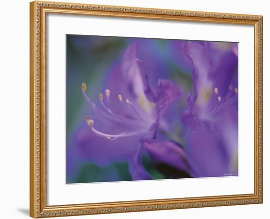 Azalia-Jon Arnold-Framed Photographic Print