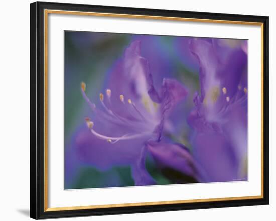 Azalia-Jon Arnold-Framed Photographic Print