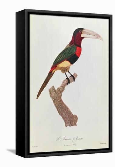 Azara Aracari, Engraved by Barriere-Jacques Barraband-Framed Premier Image Canvas