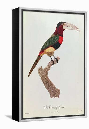 Azara Aracari, Engraved by Barriere-Jacques Barraband-Framed Premier Image Canvas