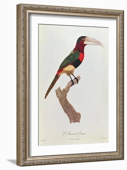 Azara Aracari, Engraved by Barriere-Jacques Barraband-Framed Giclee Print