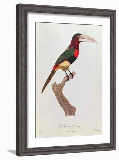 Azara Aracari, Engraved by Barriere-Jacques Barraband-Framed Giclee Print