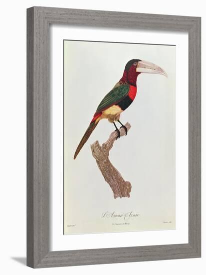 Azara Aracari, Engraved by Barriere-Jacques Barraband-Framed Giclee Print