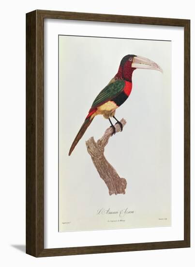 Azara Aracari, Engraved by Barriere-Jacques Barraband-Framed Giclee Print