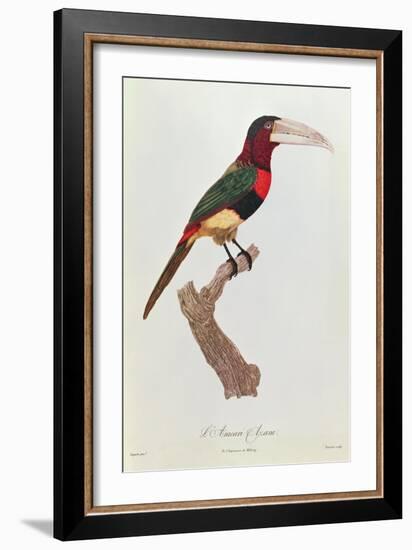 Azara Aracari, Engraved by Barriere-Jacques Barraband-Framed Giclee Print