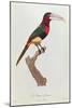 Azara Aracari, Engraved by Barriere-Jacques Barraband-Mounted Giclee Print