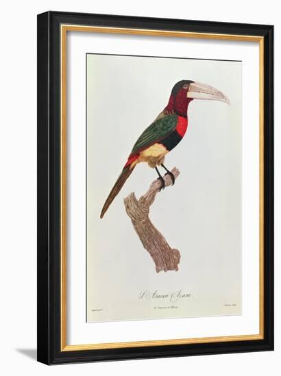 Azara Aracari, Engraved by Barriere-Jacques Barraband-Framed Giclee Print