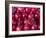 Azerbaijan, Baku, Ticaret Market, Pomegranate-Jane Sweeney-Framed Photographic Print