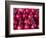 Azerbaijan, Baku, Ticaret Market, Pomegranate-Jane Sweeney-Framed Photographic Print