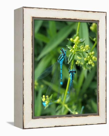 Azure Damselfly, Two, Male, Stalk, Neutral Position-Harald Kroiss-Framed Premier Image Canvas