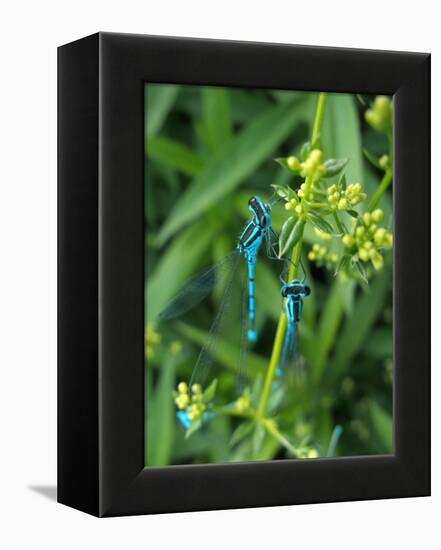 Azure Damselfly, Two, Male, Stalk, Neutral Position-Harald Kroiss-Framed Premier Image Canvas