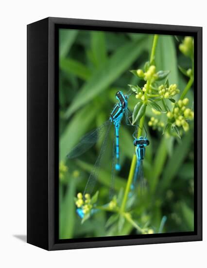 Azure Damselfly, Two, Male, Stalk, Neutral Position-Harald Kroiss-Framed Premier Image Canvas