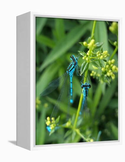 Azure Damselfly, Two, Male, Stalk, Neutral Position-Harald Kroiss-Framed Premier Image Canvas