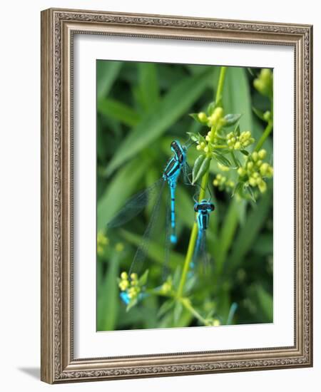 Azure Damselfly, Two, Male, Stalk, Neutral Position-Harald Kroiss-Framed Photographic Print