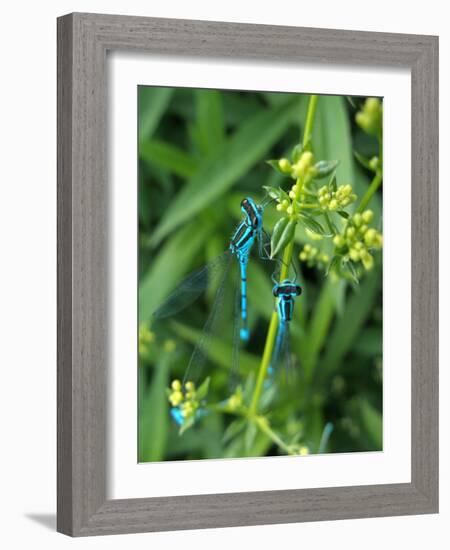 Azure Damselfly, Two, Male, Stalk, Neutral Position-Harald Kroiss-Framed Photographic Print