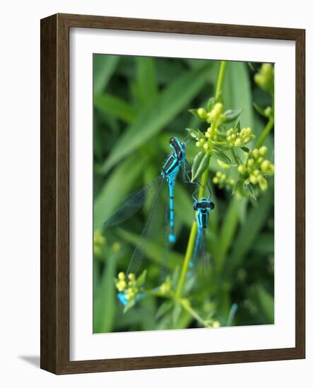 Azure Damselfly, Two, Male, Stalk, Neutral Position-Harald Kroiss-Framed Photographic Print