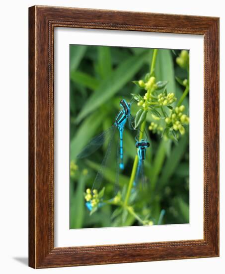 Azure Damselfly, Two, Male, Stalk, Neutral Position-Harald Kroiss-Framed Photographic Print