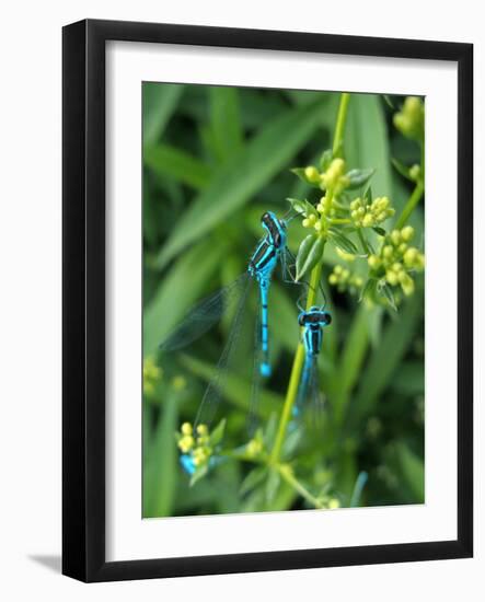 Azure Damselfly, Two, Male, Stalk, Neutral Position-Harald Kroiss-Framed Photographic Print