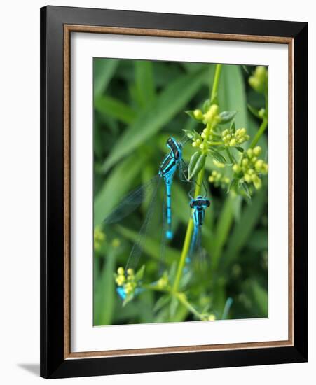 Azure Damselfly, Two, Male, Stalk, Neutral Position-Harald Kroiss-Framed Photographic Print