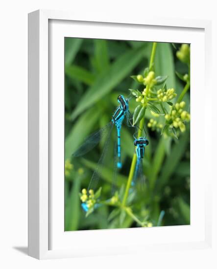 Azure Damselfly, Two, Male, Stalk, Neutral Position-Harald Kroiss-Framed Photographic Print