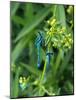 Azure Damselfly, Two, Male, Stalk, Neutral Position-Harald Kroiss-Mounted Photographic Print