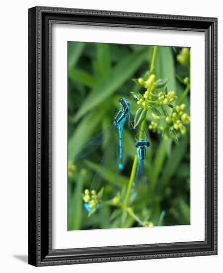 Azure Damselfly, Two, Male, Stalk, Neutral Position-Harald Kroiss-Framed Photographic Print