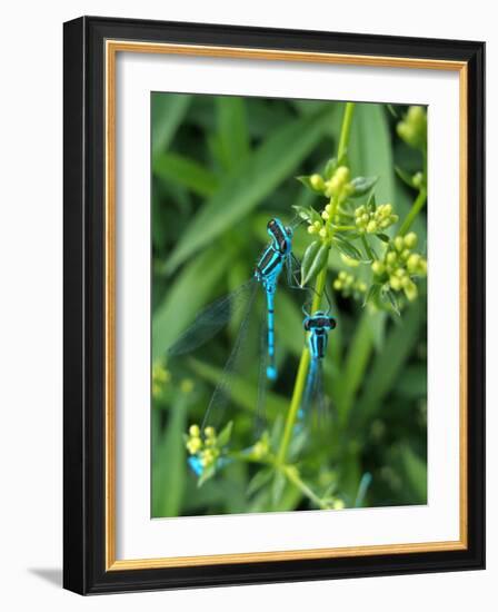 Azure Damselfly, Two, Male, Stalk, Neutral Position-Harald Kroiss-Framed Photographic Print