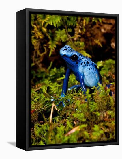 Azure Dart Frog Dendrobates Azureus Native to Northern South America-David Northcott-Framed Premier Image Canvas